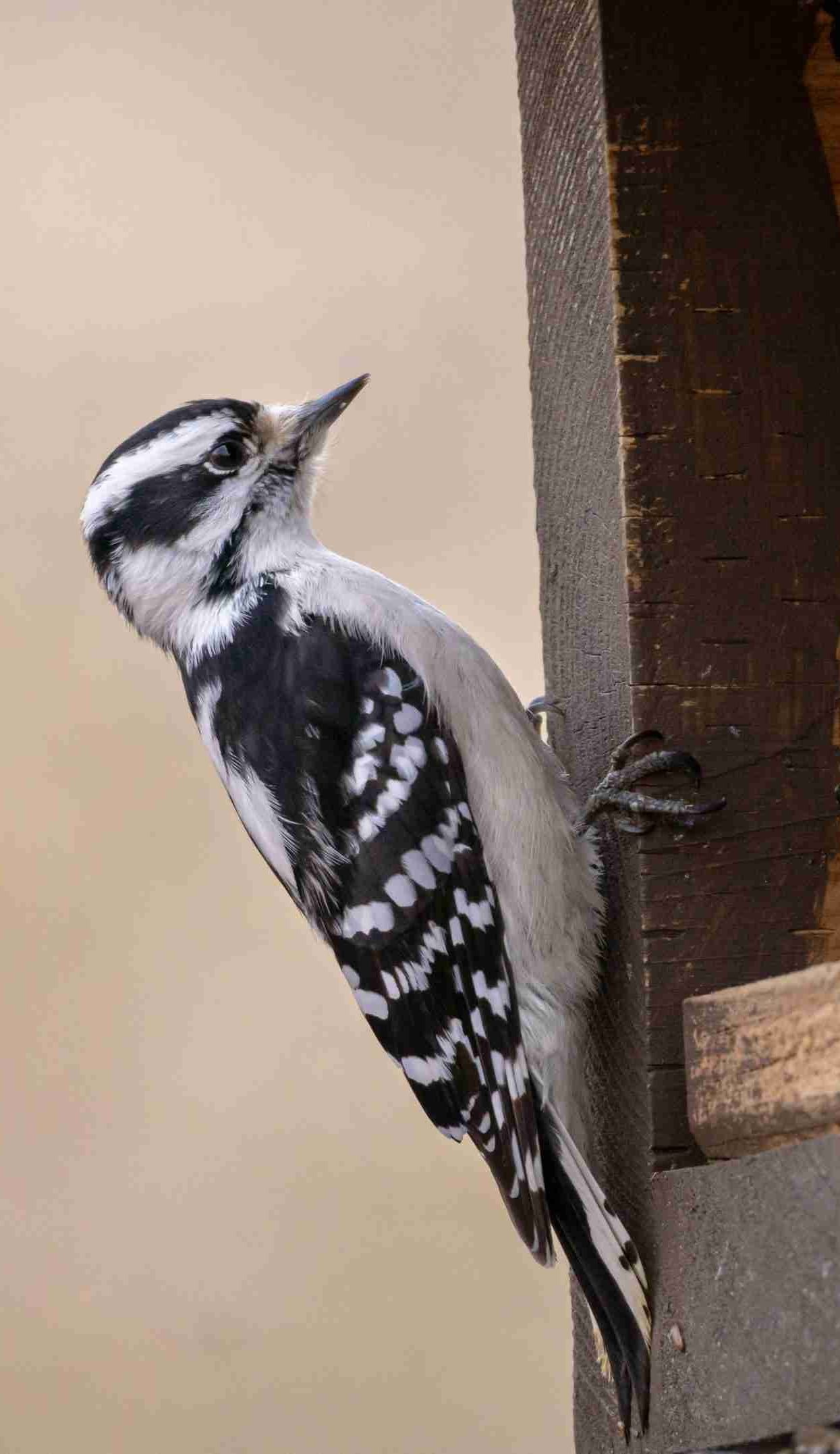 A black and white woodpecker clings to the side of a wooden structure, facing upward.