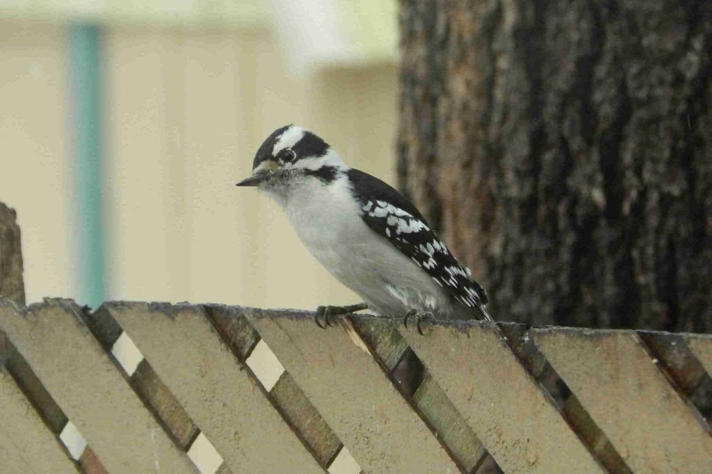Siding Damage is for the Birds 10 woodpecker sitting on a fence