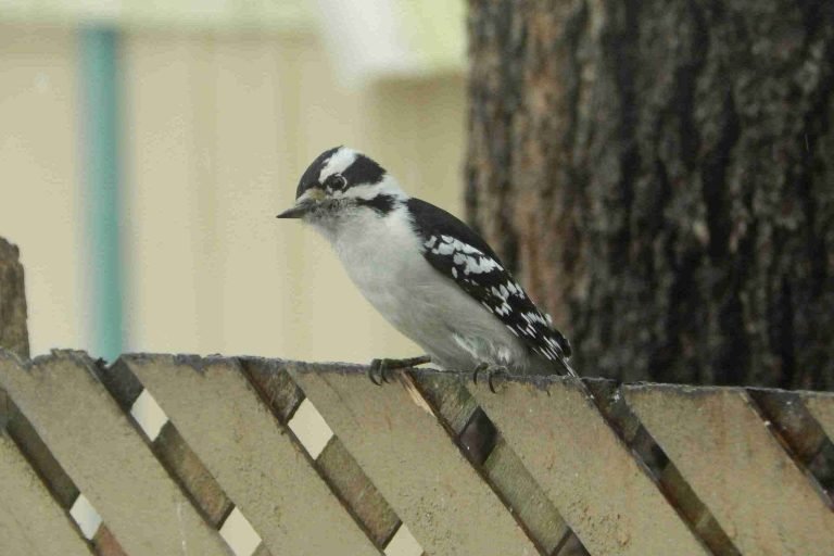 woodpecker sitting on a fence