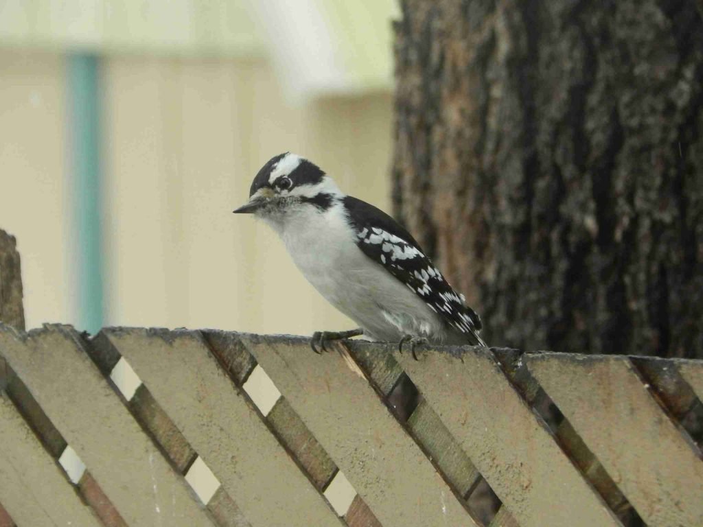A downy woodpecker with black and white markings perches on a wooden fence.